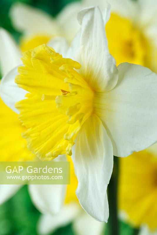 Narcissus 'Ice Follies'. Daffodil Div 2 Large-cupped 
