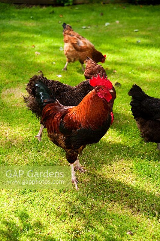 Cockerel and hens. Eastfield, Yarlington, Somerset, UK