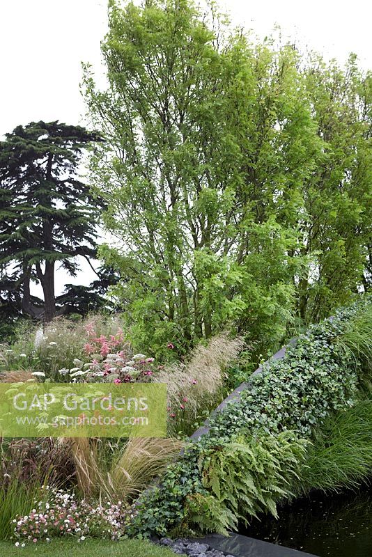 Water with pebbles and slate surround.  Planting includes, Deschampsia cespitosa 'Pixie Fountain', Echinacea purpurea 'Fatal Attraction', Pennisetum setaceum 'Rubrum' with ferns and grasses -  Bridge Over Troubled Water, RHS Hampton Court Flower Show 2012.
 