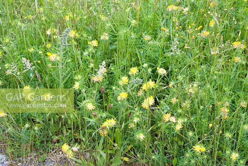 Anthyllis vulneraria - Kidney Vetch in grassland habitat