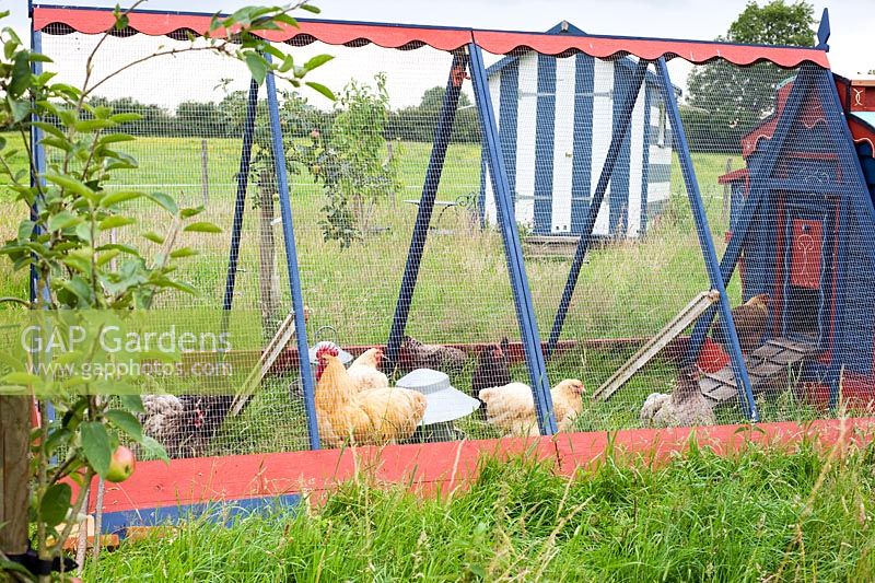 Chickens in painted 'gypsy caravan' style chicken house and run