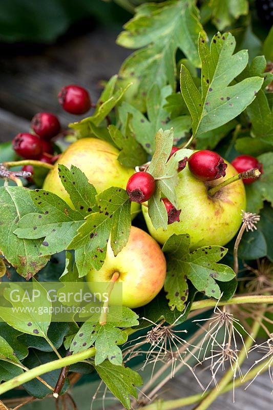 Making an autumn wreath from foraged natural materials - placing Malus sylvestris - Crab apples
