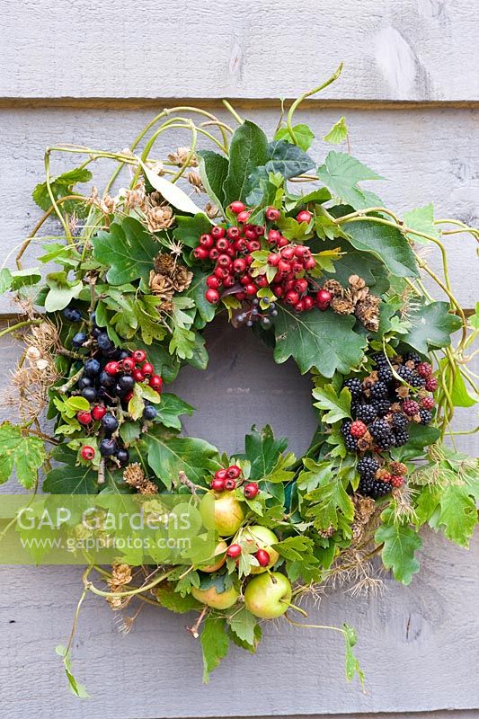 Autumn wreath made from foraged natural materials - wild berries and foliage inc Malus sylvestris - Crabapples, Crataegus monogyna - Hawthorn, Rubus fruticosus - Blackberries and Prunus spinosa - Sloes or Blackthorns