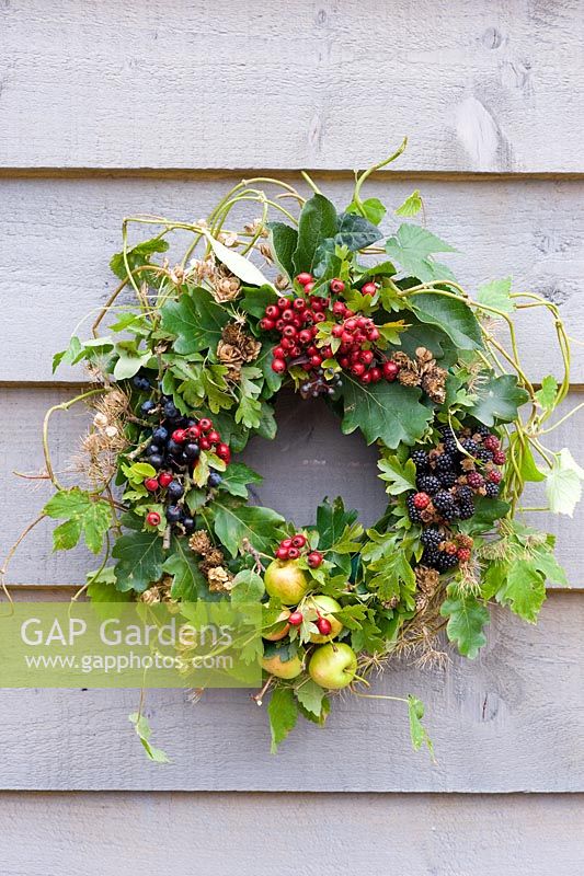 Autumn wreath made from foraged natural materials - wild berries and foliage inc Malus sylvestris - Crabapples, Crataegus monogyna - Hawthorn, Rubus fruticosus - Blackberries and Prunus spinosa - Sloes or Blackthorns
