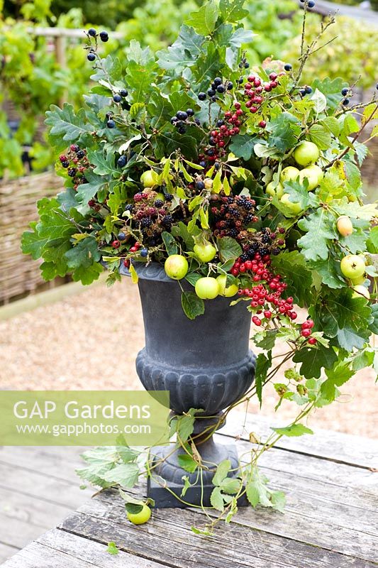 Autumn floral decoration in urn using foraged wild berries and foliage inc Malus sylvestris - Crabapples, Crataegus monogyna - Hawthorn, Rubus fruticosus - Blackberries and Prunus spinosa - Sloes or Blackthorns 