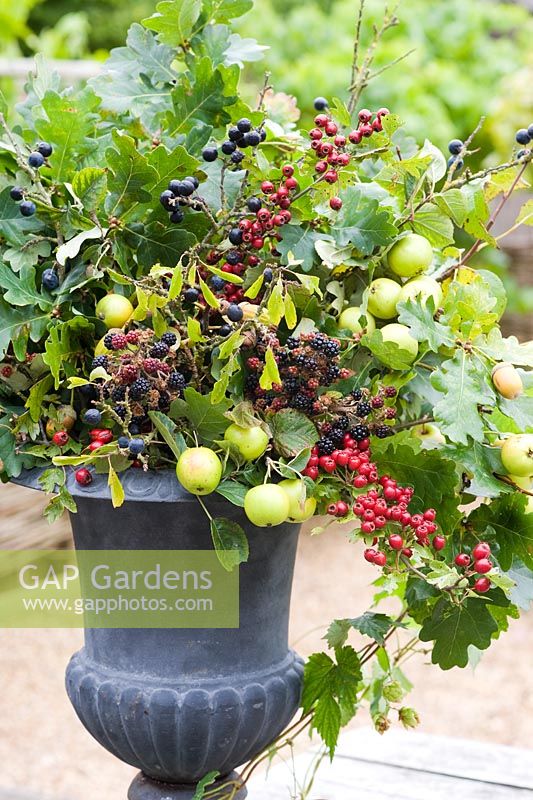 Autumn floral decoration in urn using foraged wild berries and foliage inc Malus sylvestris - Crabapples, Crataegus monogyna - Hawthorn, Rubus fruticosus - Blackberries and Prunus spinosa - Sloes or Blackthorns 