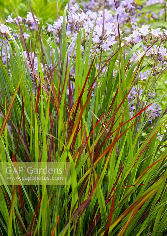 Panicum virgatum 'Rotstrahlbusch' and in the background Campanula lactiflora 'Prichard's Variety' - Red Switch Grass and Milky Bellflower