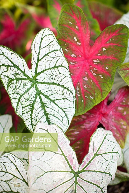 Caladium hortulanum 'Candidum' and 'Red Flash' - Heathcote Botanical Gardens, Florida