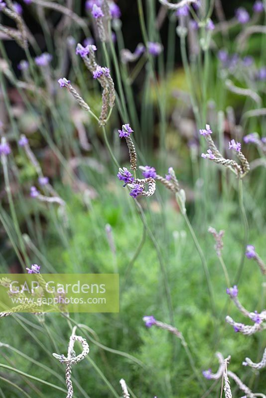 Lavandula sp. - Fern Leaf Lavender at Heathcote  Botanical Gardens
