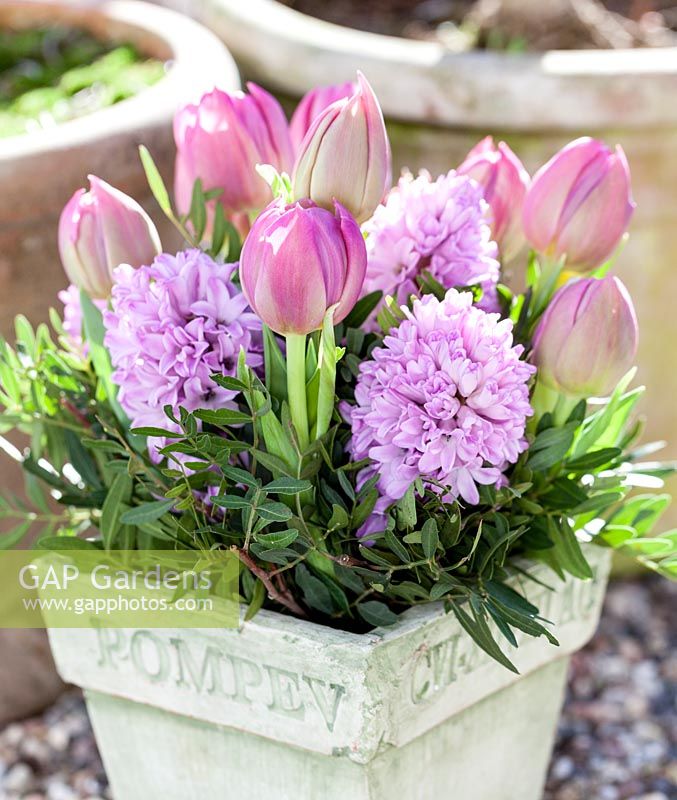 Pink tulips and Hyacinths in a clay pot