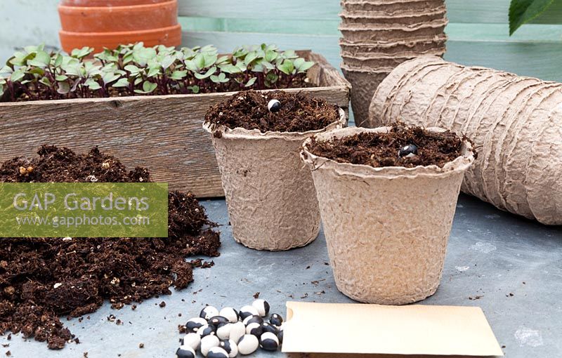 Peat pots, peat, seed packet, Yin Yang beans and a wooden tray with Brassica seedlings