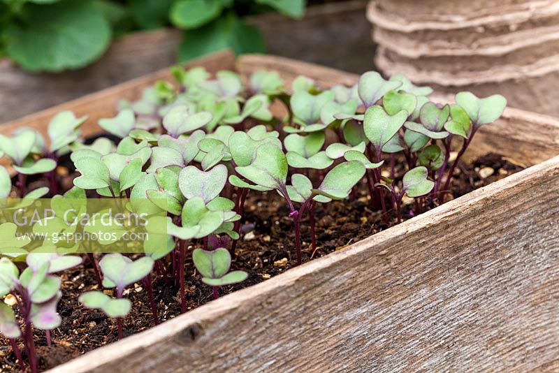 Brassica seedlings in a wooden tray and peat pots - Red Brussel Sprout seedlings