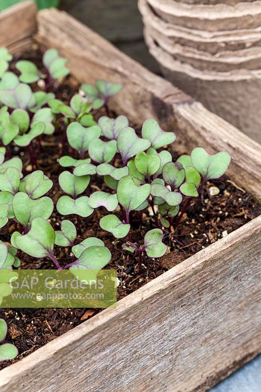 Brassica seedlings in a wooden tray and peat pots - Red Brussel Sprout seedlings
