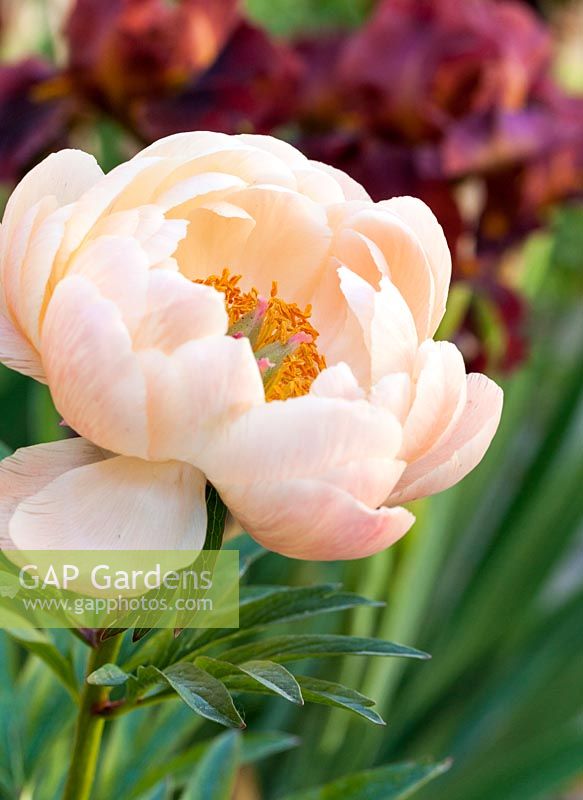 Paeonia lactiflora 'Coral Charm' and in the background Iris germanica 'Red Zinger'