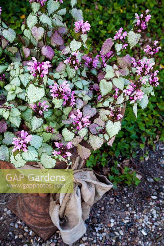 Lamium maculatum 'Beacon Silver' planted in iron container