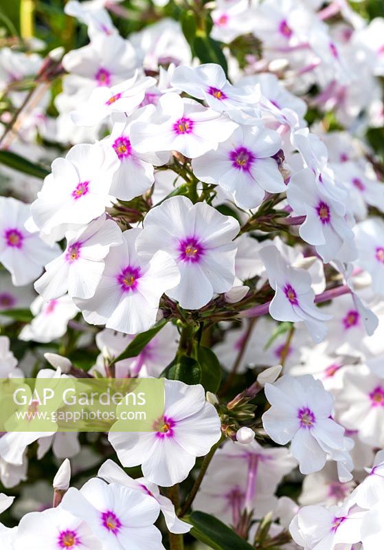 Phlox paniculata 'Little Sara' - Breed by Coen Jansen, Holland