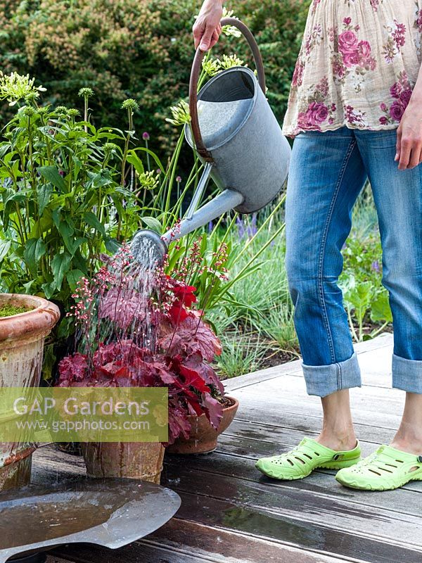 Woman with watering can watering Heuchera 'Fire Chief'.
