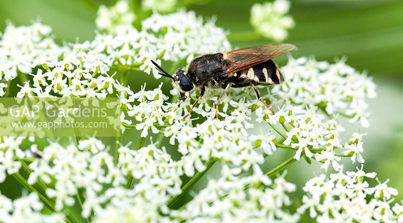 Anthriscus (Cow parsley)