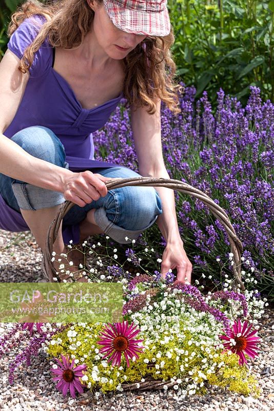 Woman with basket cutting perennial flowers for a bouquet. The bouguet consist of coneflower, sage, Gypsophila and Ladys Mantle. In the background lavender.