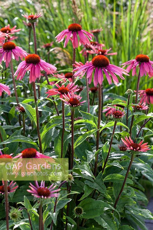 Border with Echinacea 'Summer Sky' - Coneflower