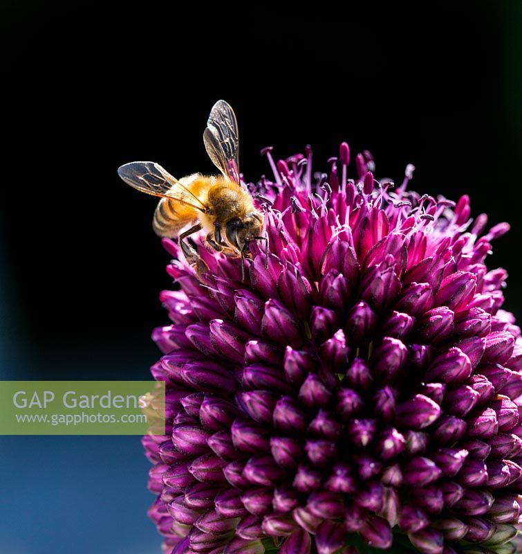 Apis mellifera feeding on Allium sphaerocephalon - Honey Bee