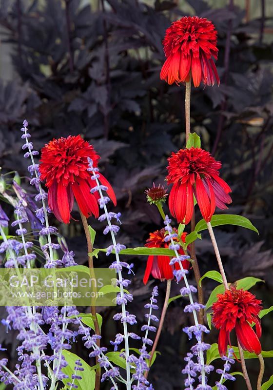 Border with Echinacea 'Hot Papaya', Perovskia 'Little Spire' and in the backgronud Cimicifuga (Actaea) simplex 'Brunette'