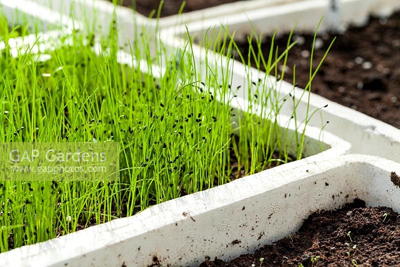 Seed trays with seedlings.