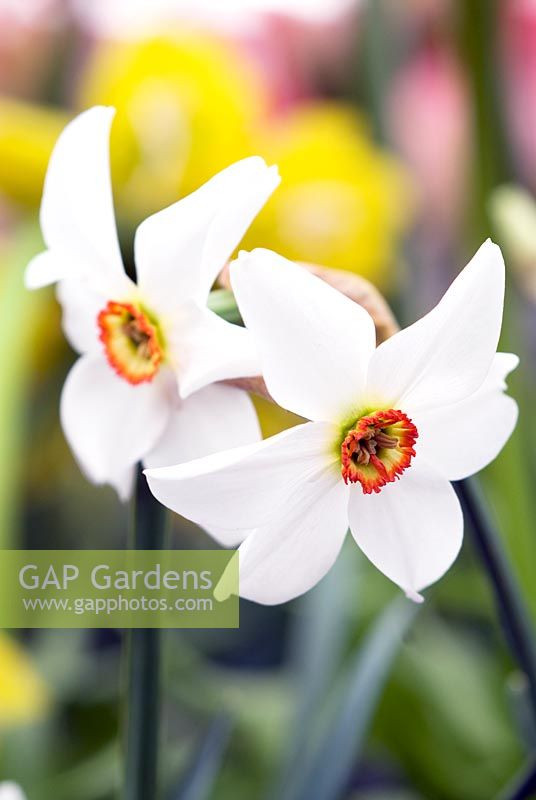 Narcissus poeticus recurvus - Daffodil National Collection, Broadleigh Bulbs