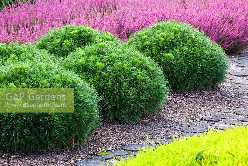 Mounds of Pinus mugo 'Varella' backed by Calluna vulgaris - Heather