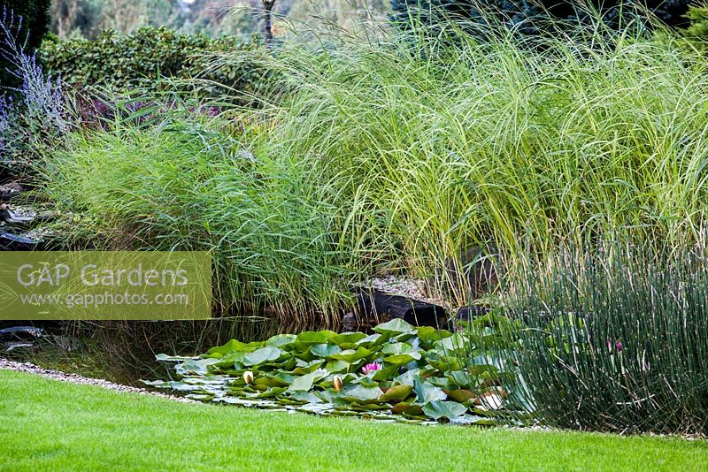 Pond with grasses and perennials including Nymphaea - Water lilies 