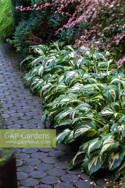 Shady path bordered with variegated Hostas
 