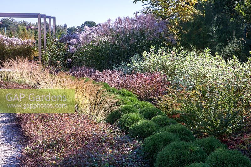 Modern garden with ornamental grasses