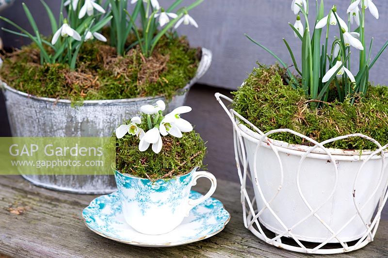 Galanthus nivalis - Snowdrops in vintage teacup and containers