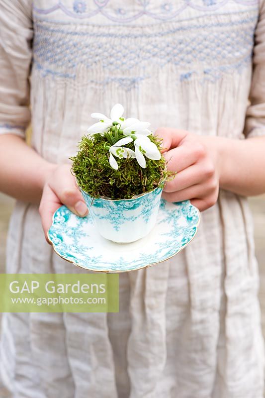 Galanthus nivalis - Snowdrops in vintage teacup held by child