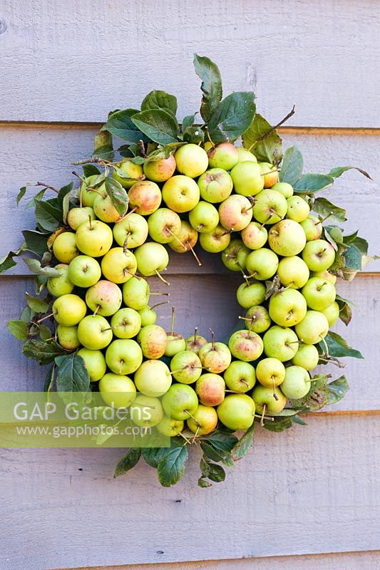 Autumn wreath made from Malus sylvestris - Wild crab apples