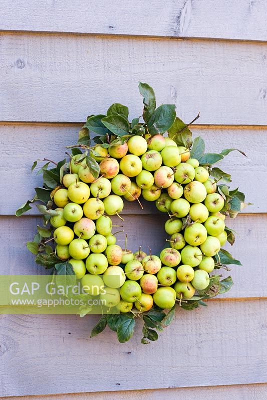 Autumn wreath made from Malus sylvestris - Wild crab apples