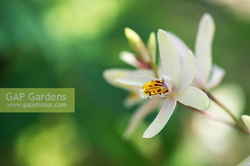 Bletilla ochracea - Hardy Chinese Orchid