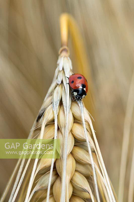 Hordeum vulgare - Ladybird on Barley