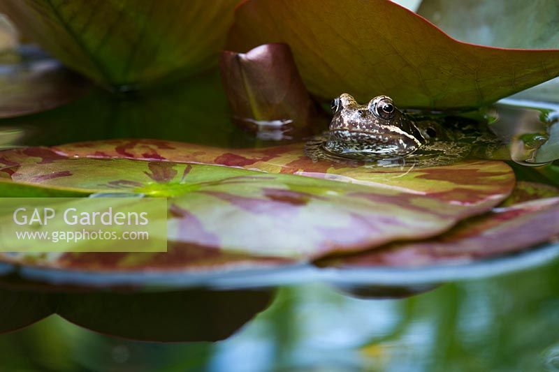Rana temporaria - Common frog sat on a lily pad