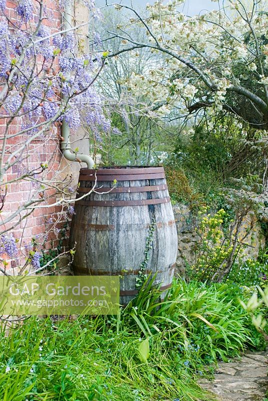 Vintage oak barrel as water butt, East Lambrook Manor Garden