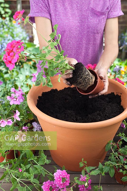 Step by step - planting a pink and purple themed container