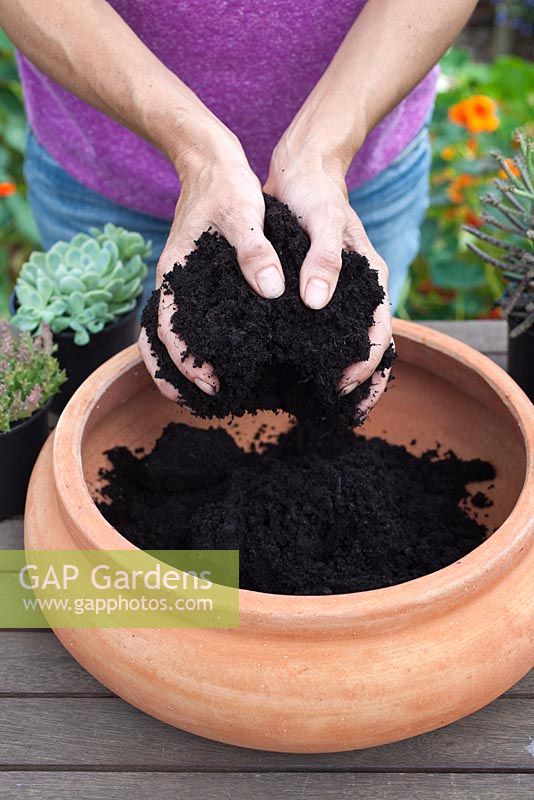 Step by step - planting a succulent container including Echeveria 'Pearl of Nuremberg' and 'Elegans', Stapelia and Kalanchoe 'tubiflora' 