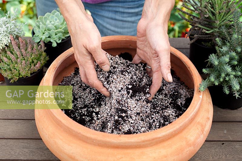 Step by step - planting a succulent container including Echeveria 'Pearl of Nuremberg' and 'Elegans', Stapelia and Kalanchoe 'tubiflora' 