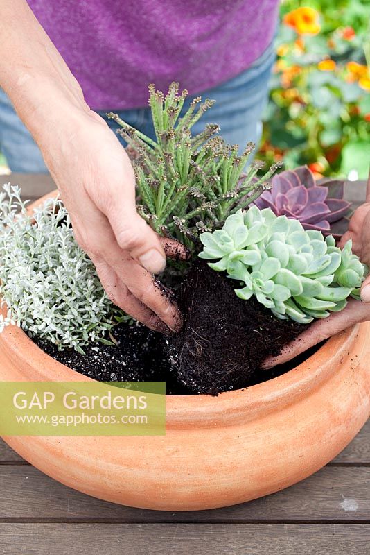 Step by step - planting a succulent container including Echeveria 'Pearl of Nuremberg' and 'Elegans', Stapelia and Kalanchoe 'tubiflora' 