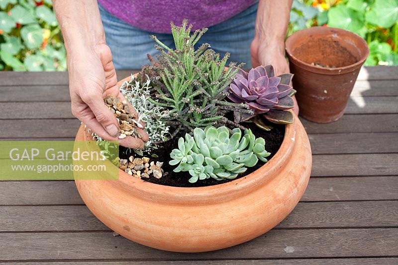 Step by step - planting a succulent container including Echeveria 'Pearl of Nuremberg' and 'Elegans', Stapelia and Kalanchoe 'tubiflora' 