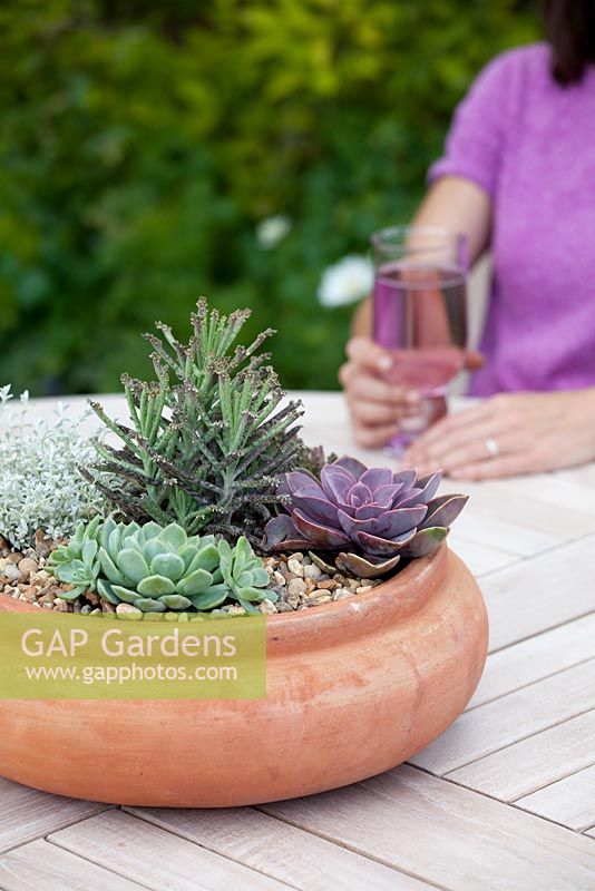 Step by step - planting a succulent container. Finished pot with Echeveria 'Pearl of Nuremberg' and 'Elegans', Stapelia and Kalanchoe 'tubiflora' 
