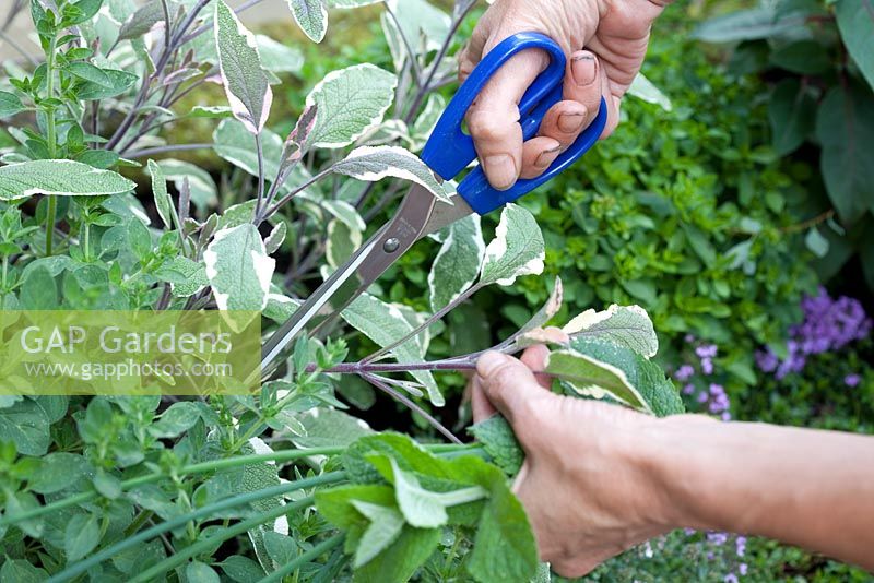 Step by step - making herb ice cubes