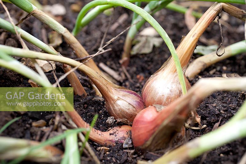 Step by step - growing Shallots in raised vegetable bed