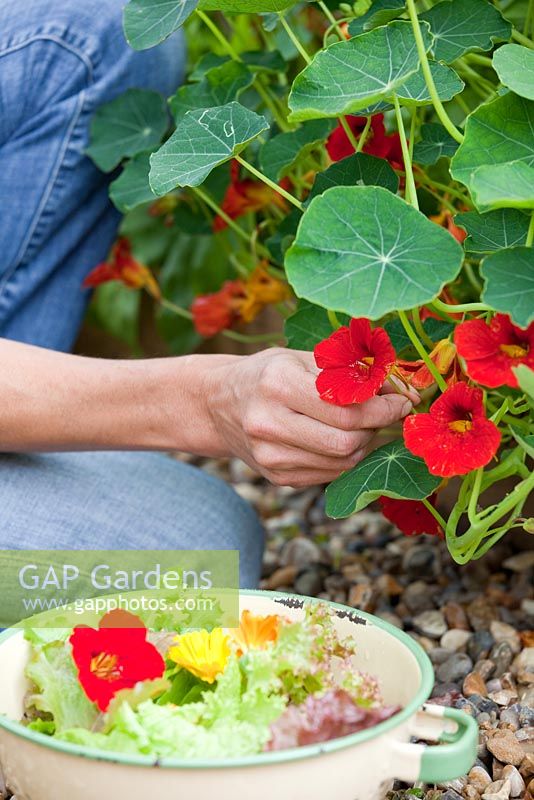 Step by step - growing salad in raised vegetable bed - harvesting and making salad