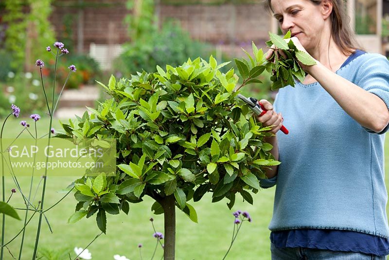 Step by step - Trimming potted bay tree